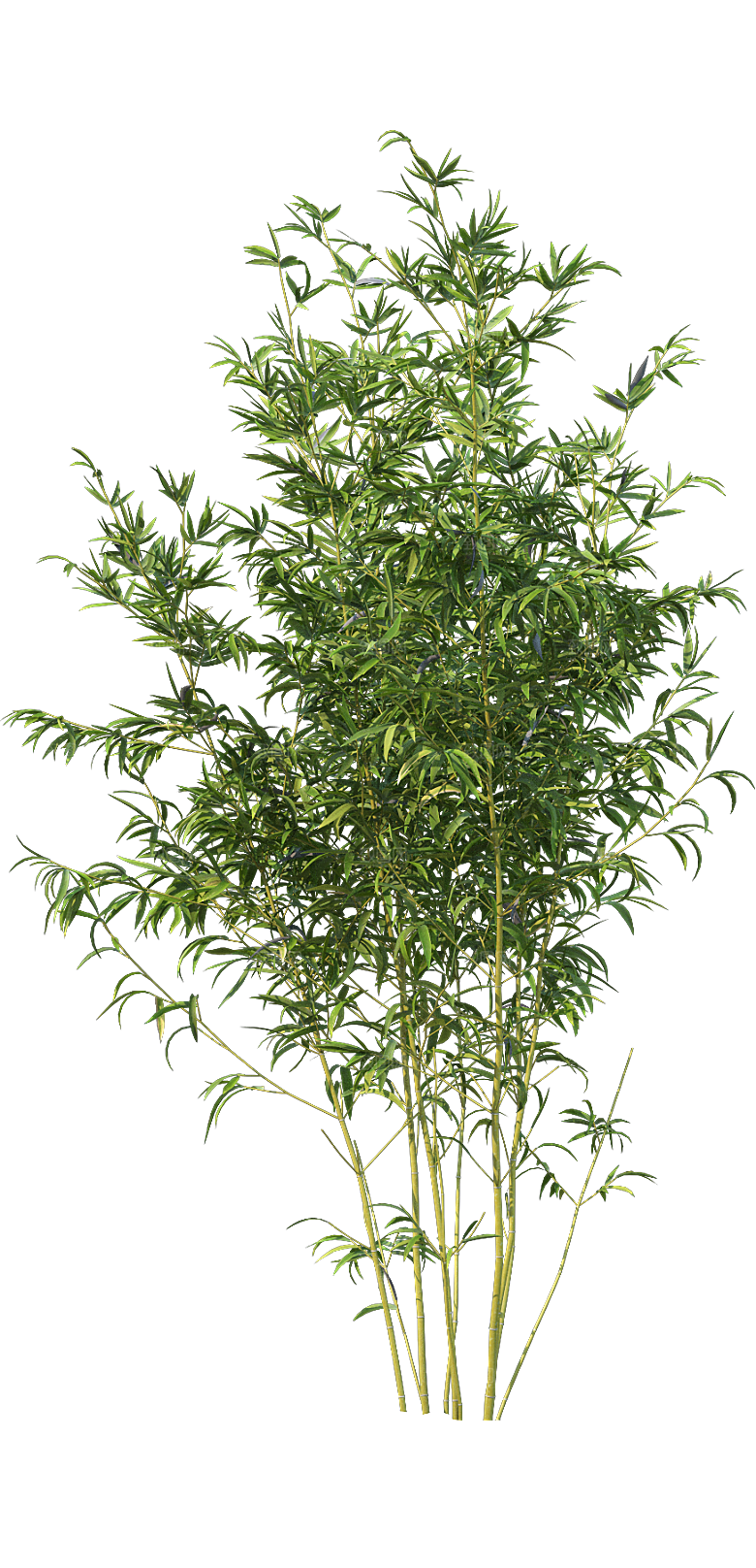 高清景观植物乔木花卉草本观赏草灌木素材