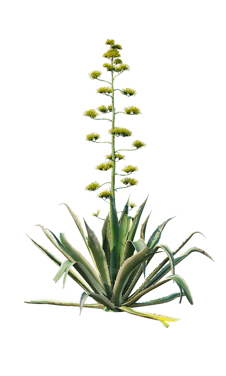 高清景观植物乔木花卉草本观赏草灌木素材