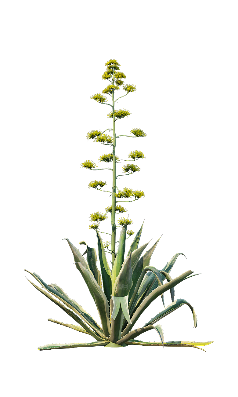 高清景观植物乔木花卉草本观赏草灌木素材