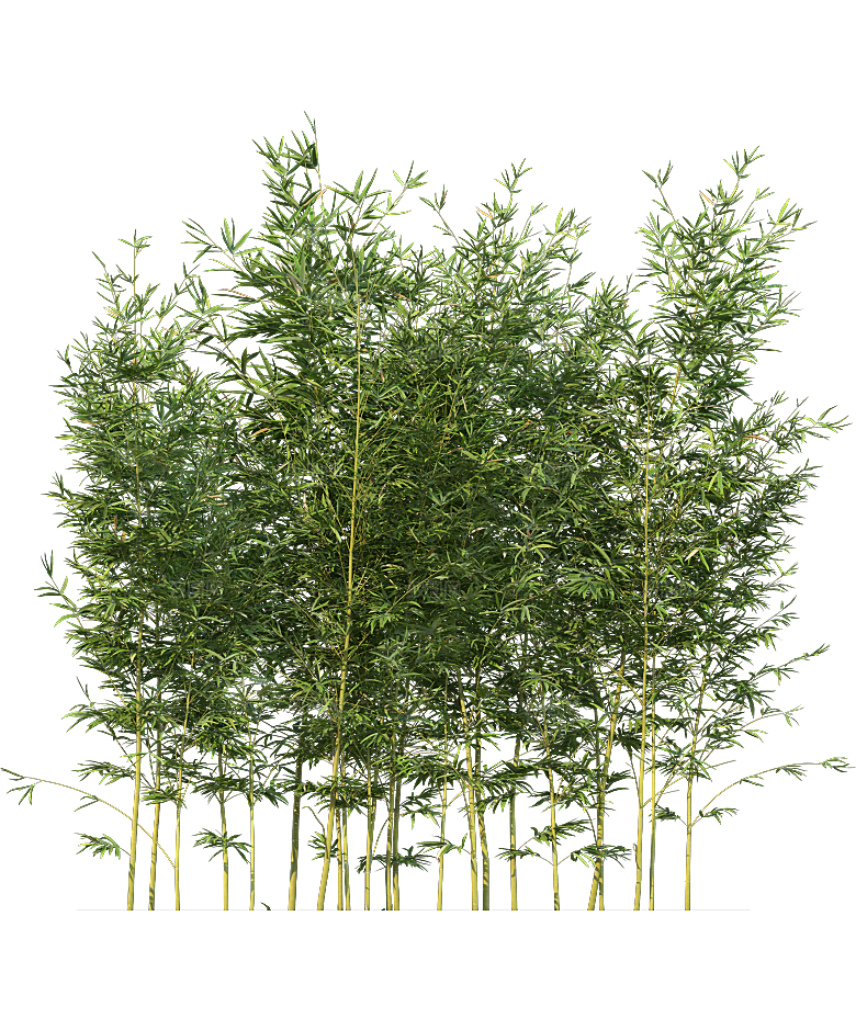 高清景观植物乔木花卉草本观赏草灌木