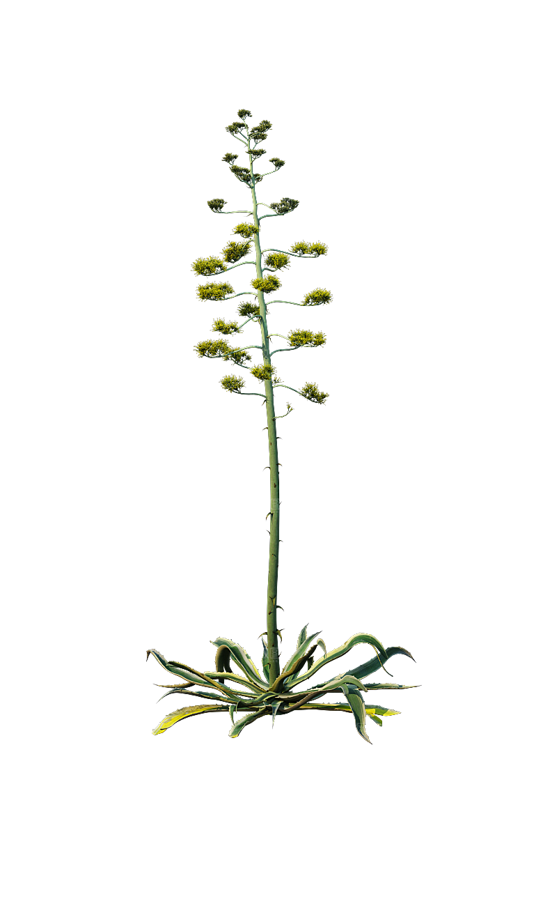 高清景观植物乔木花卉草本观赏草灌木