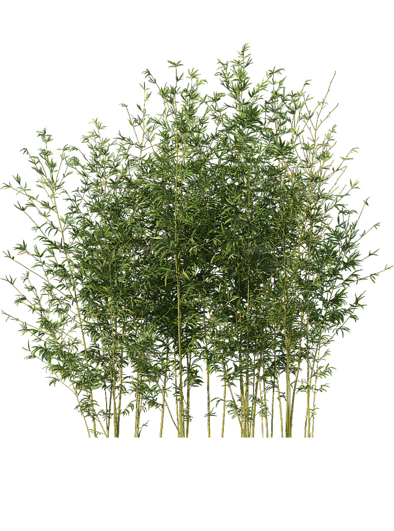 高清景观植物乔木花卉草本观赏草灌木