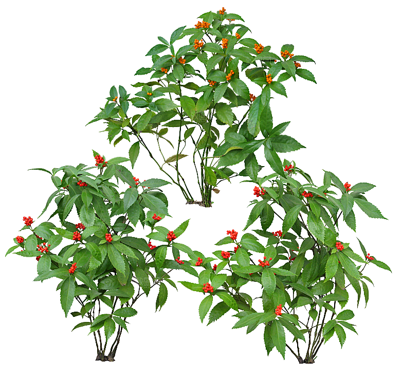 高清景观植物乔木花卉草本观赏草灌木