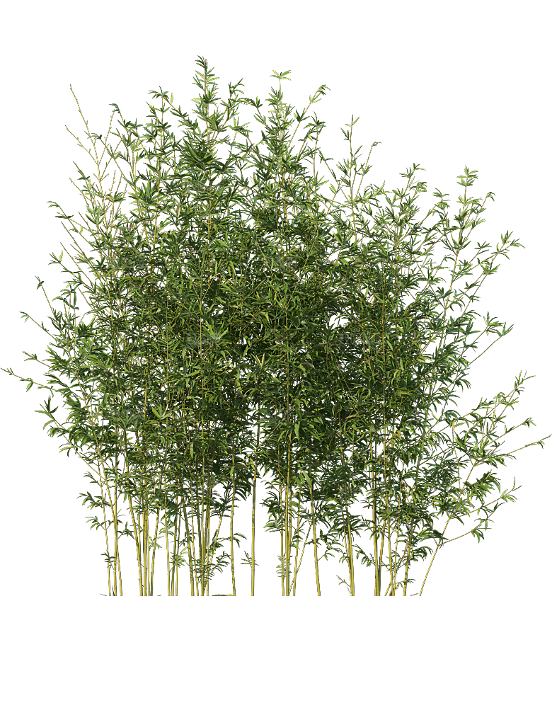 高清景观植物乔木花卉草本观赏草灌木