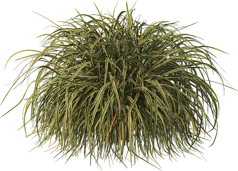 高清景观植物乔木花卉草本观赏草灌木
