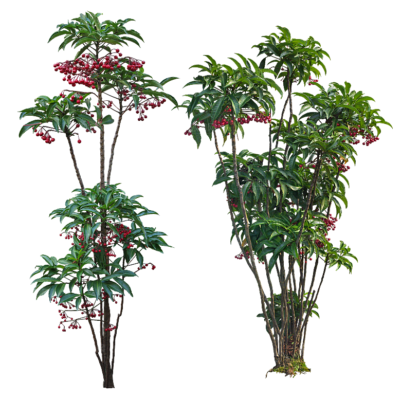 高清景观植物乔木花卉草本观赏草灌木素材