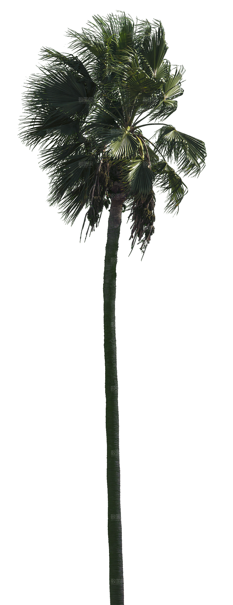 高清景观植物乔木花卉草本观赏草灌木素材