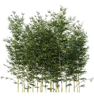 高清景观植物乔木花卉草本观赏草灌木素材