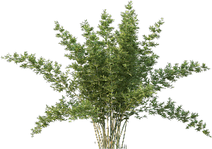 高清景观植物乔木花卉草本观赏草灌木素材