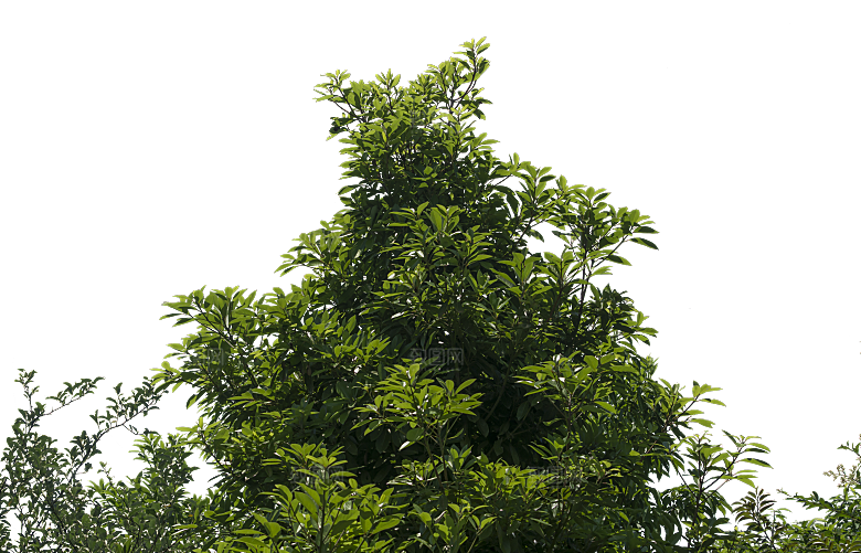 高清景观植物乔木花卉草本观赏草灌木