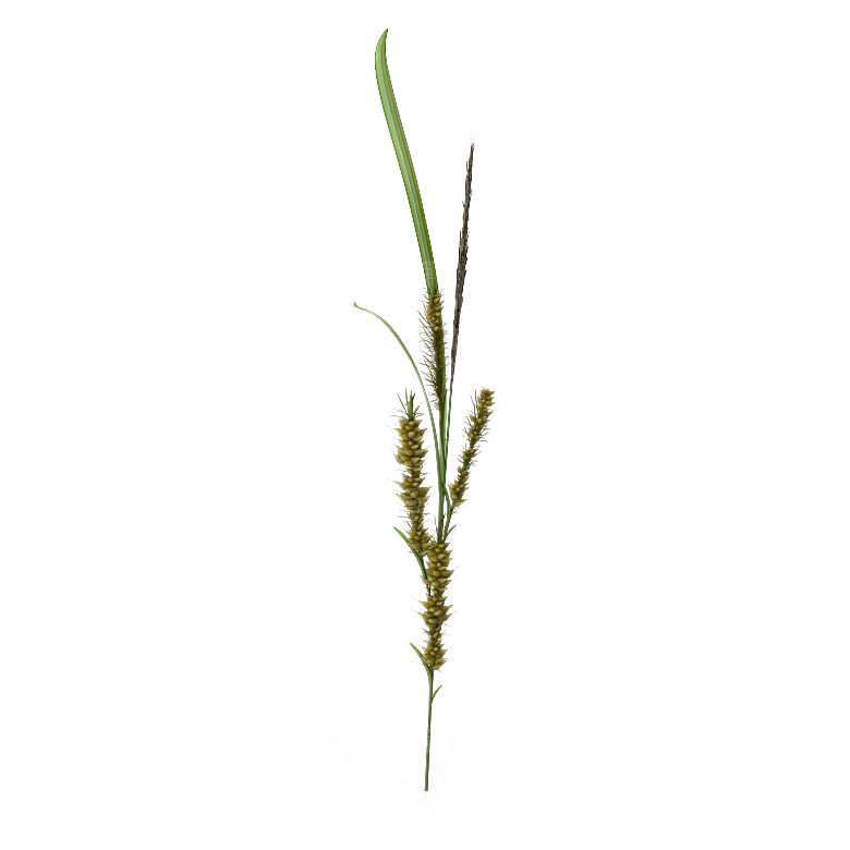 高清景观植物乔木花卉草本观赏草灌木素材