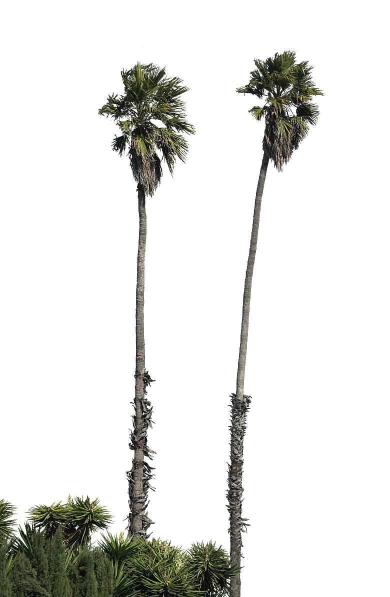 高清景观植物乔木花卉草本观赏草灌木