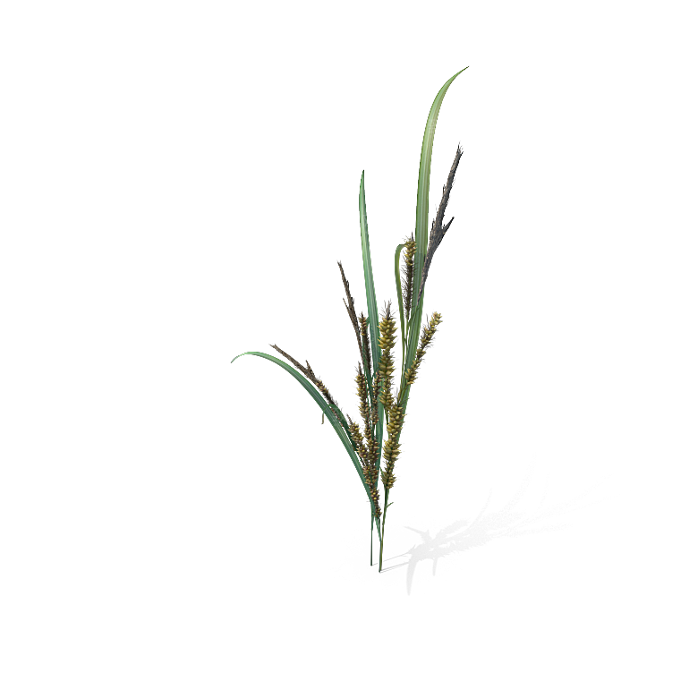 高清景观植物乔木花卉草本观赏草灌木