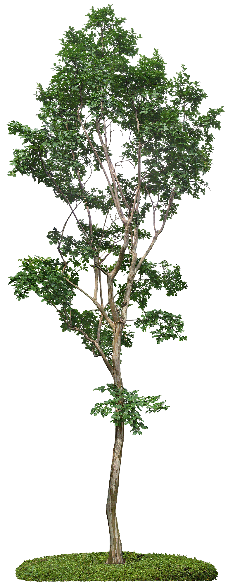 高清景观植物乔木花卉草本观赏草灌木