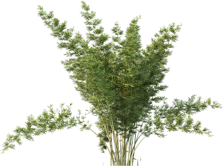 高清景观植物乔木花卉草本观赏草灌木