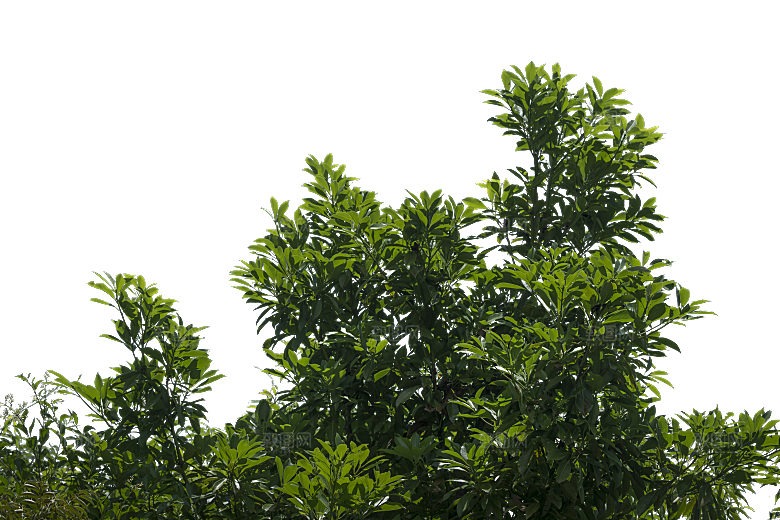 高清景观植物乔木花卉草本观赏草灌木