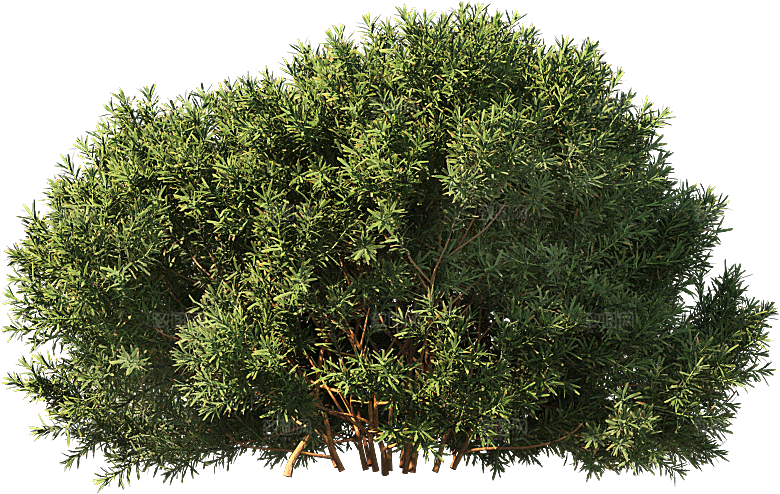高清景观植物乔木花卉草本观赏草灌木