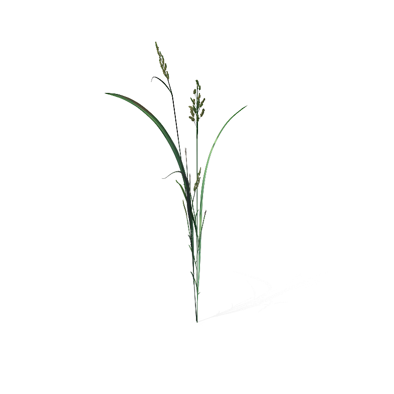 高清景观植物乔木花卉草本观赏草灌木