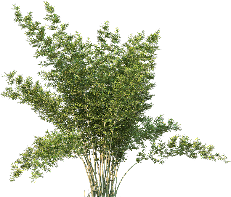 高清景观植物乔木花卉草本观赏草灌木
