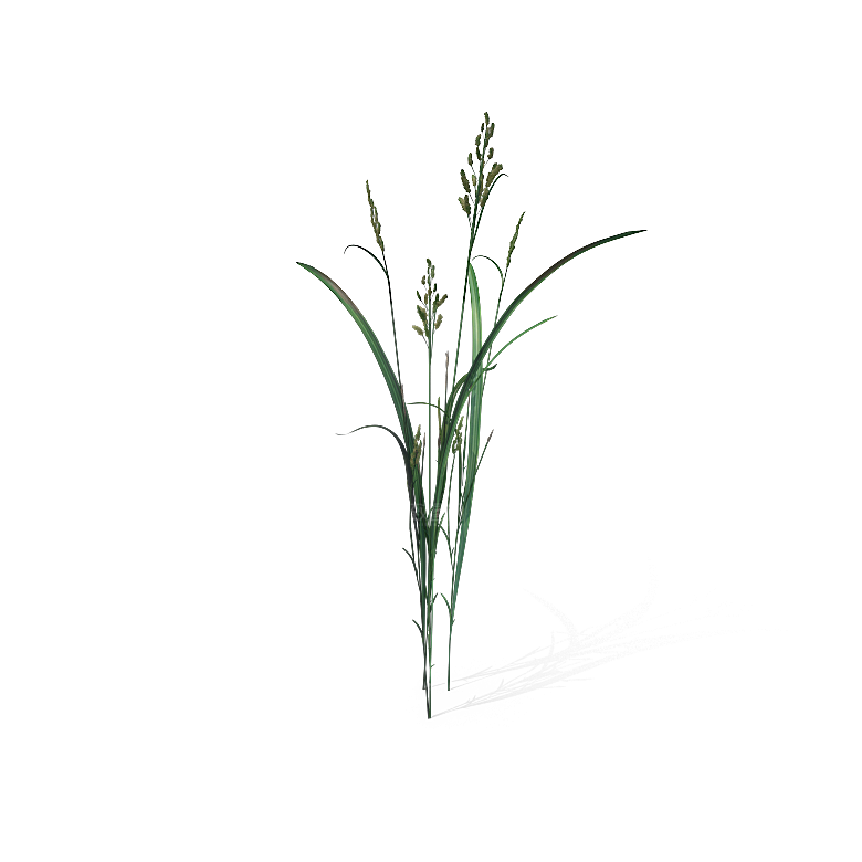 高清景观植物乔木花卉草本观赏草灌木
