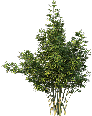 高清景观植物乔木花卉草本观赏草灌木素材