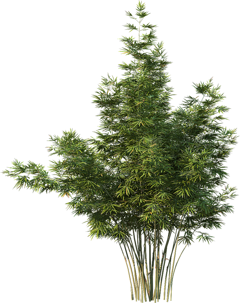高清景观植物乔木花卉草本观赏草灌木素材