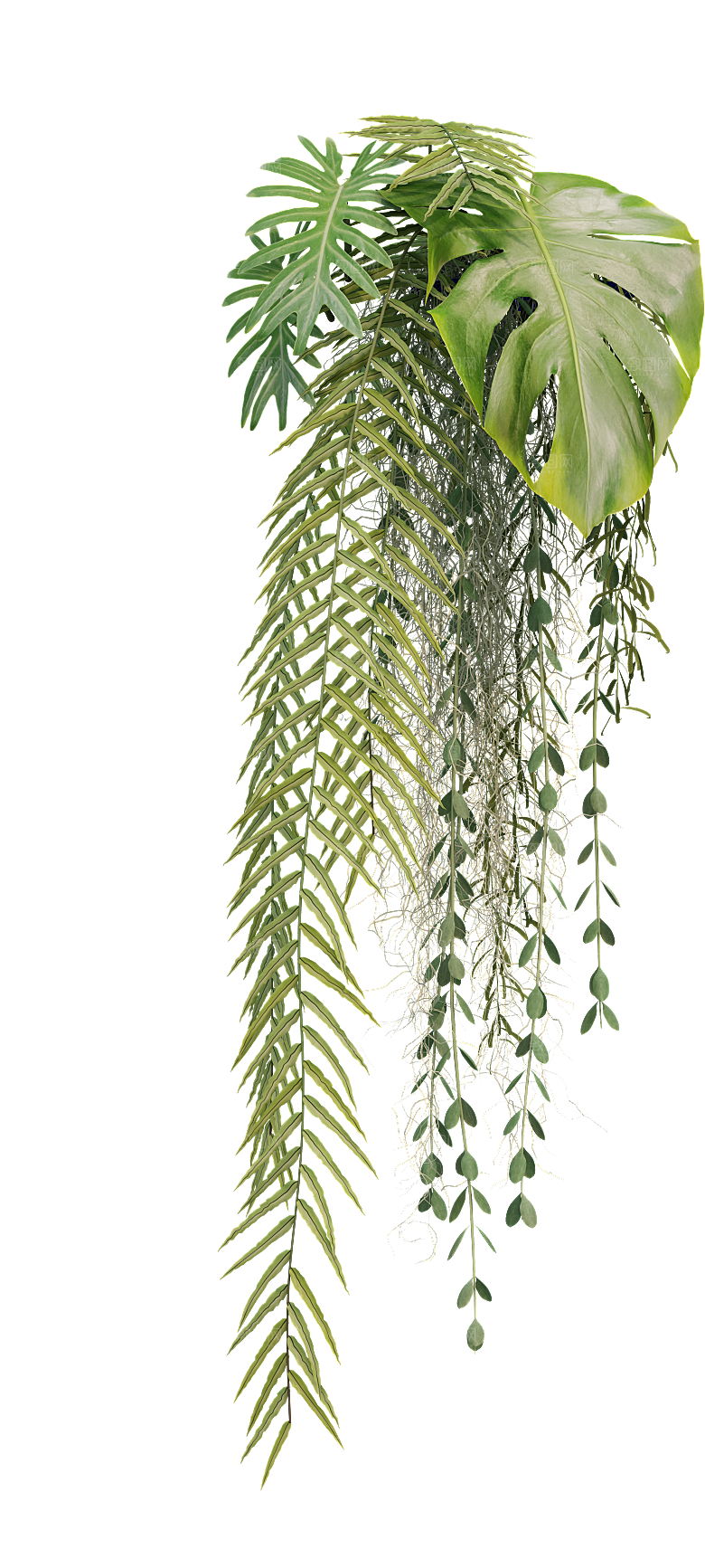 高清景观植物乔木花卉草本观赏草灌木素材