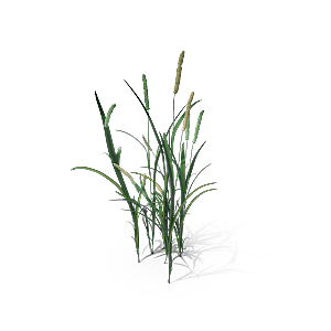 高清景观植物乔木花卉草本观赏草灌木素材