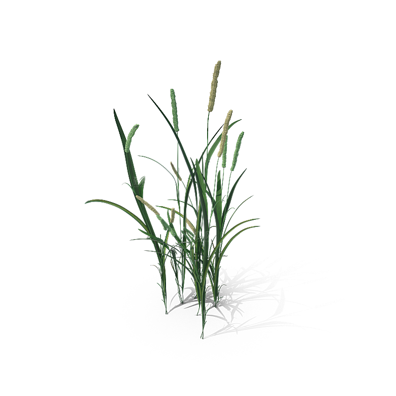 高清景观植物乔木花卉草本观赏草灌木素材