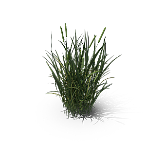 高清景观植物乔木花卉草本观赏草灌木素材