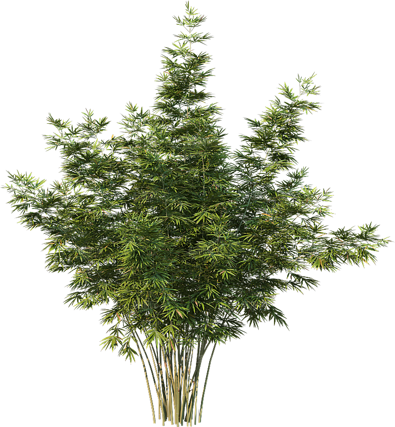 高清景观植物乔木花卉草本观赏草灌木