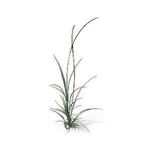 高清景观植物乔木花卉草本观赏草灌木