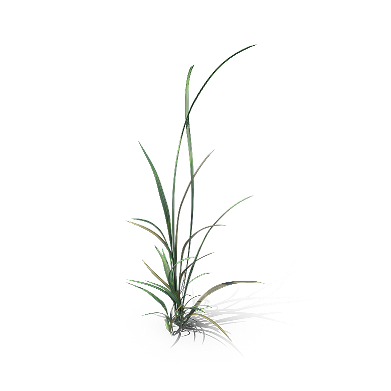 高清景观植物乔木花卉草本观赏草灌木