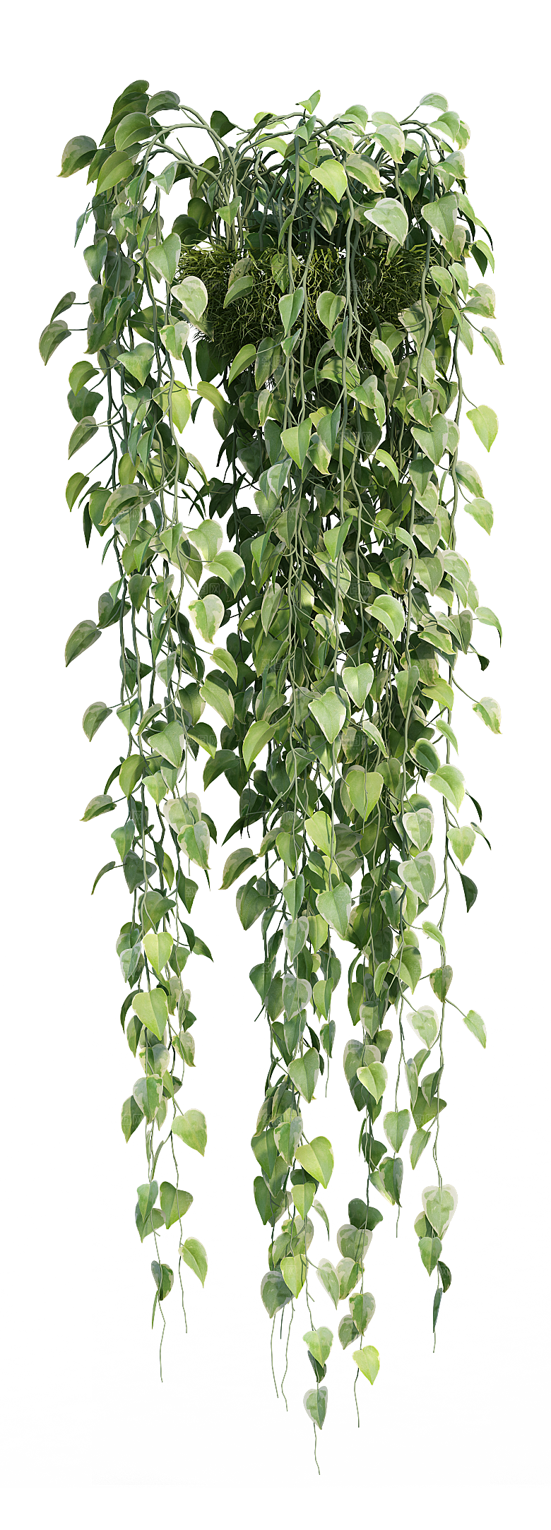 高清景观植物乔木花卉草本观赏草灌木