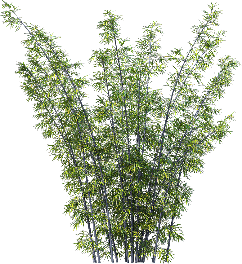 高清景观植物乔木花卉草本观赏草灌木