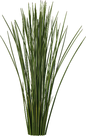 高清景观植物乔木花卉草本观赏草灌木