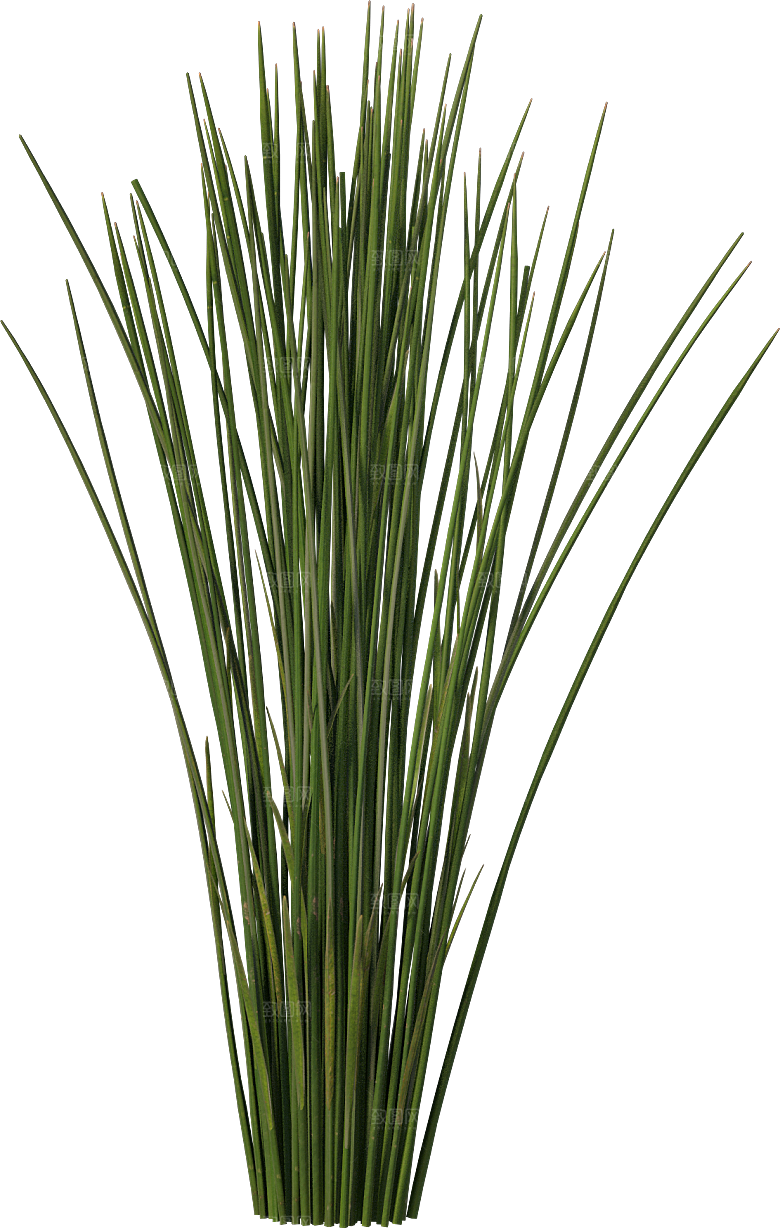 高清景观植物乔木花卉草本观赏草灌木