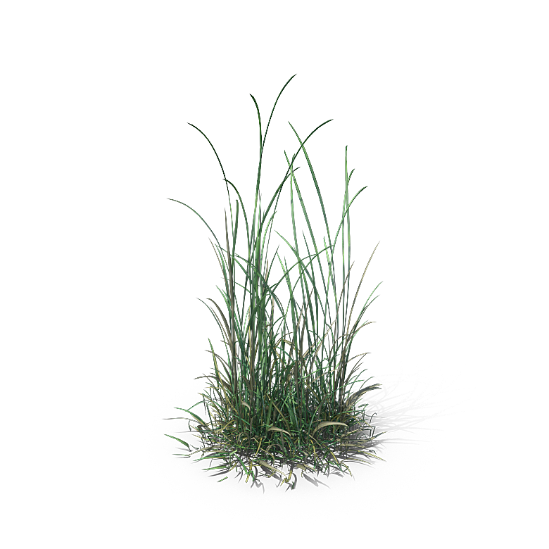 高清景观植物乔木花卉草本观赏草灌木