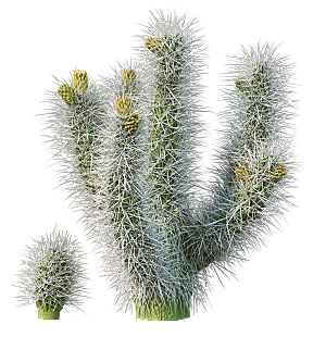 高清景观植物乔木花卉草本观赏草灌木