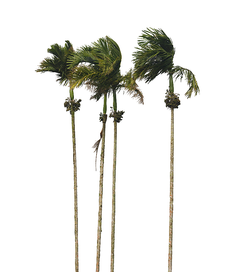 高清景观植物乔木花卉草本观赏草灌木素材