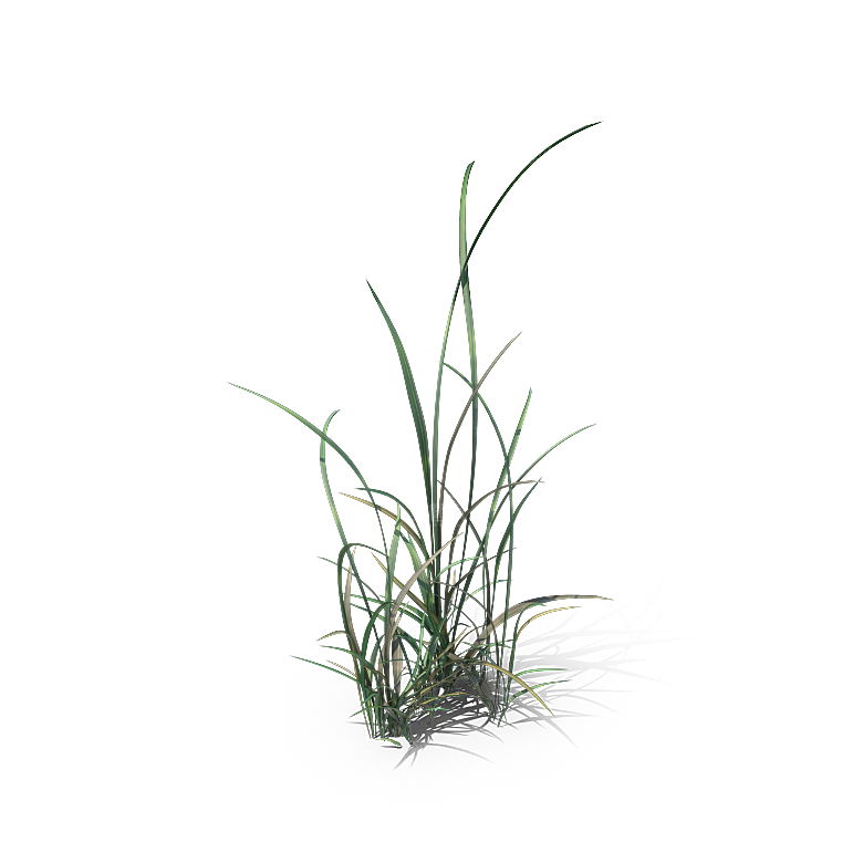 高清景观植物乔木花卉草本观赏草灌木素材