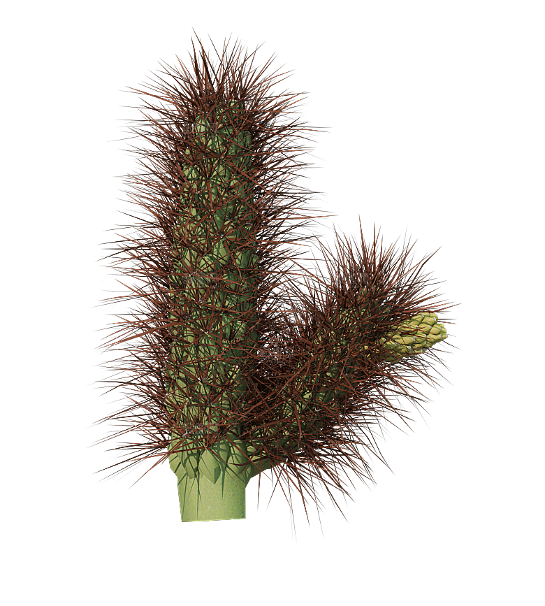 高清景观植物乔木花卉草本观赏草灌木素材