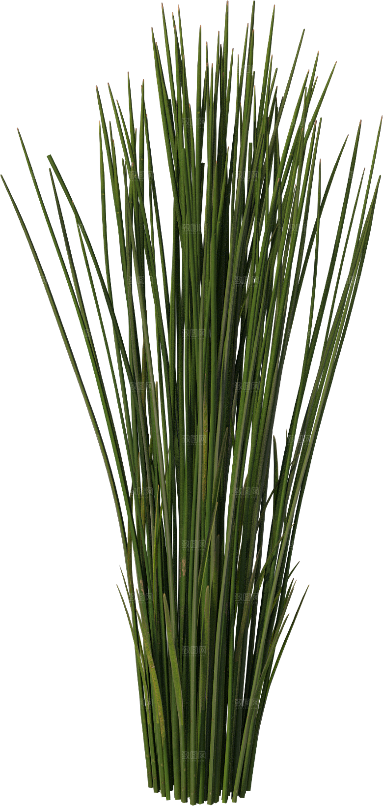 高清景观植物乔木花卉草本观赏草灌木素材