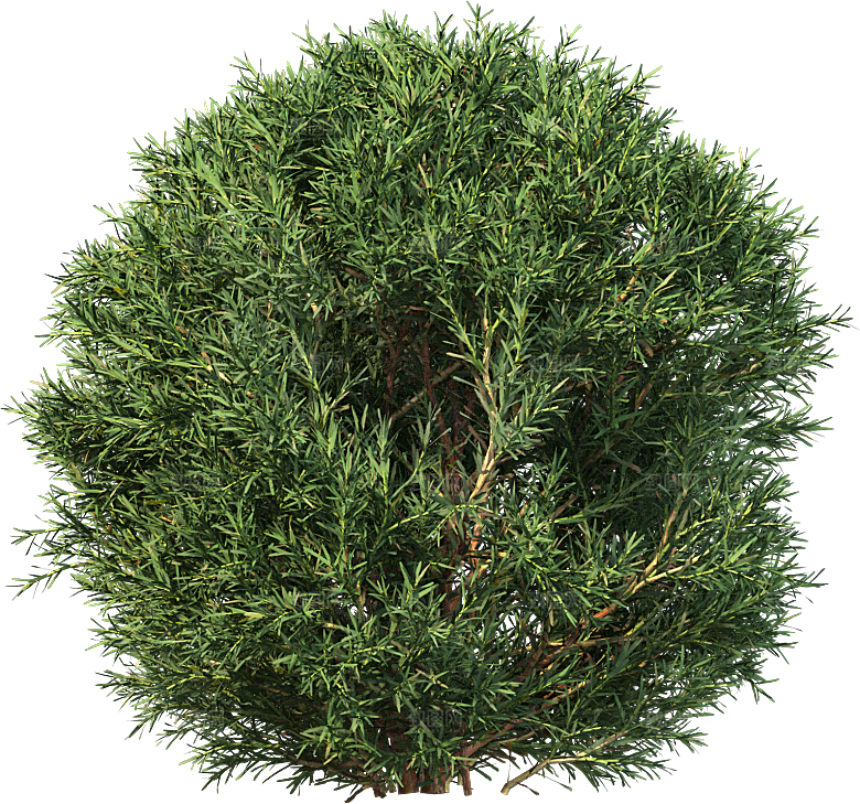 高清景观植物乔木花卉草本观赏草灌木素材
