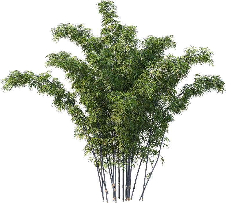 高清景观植物乔木花卉草本观赏草灌木素材