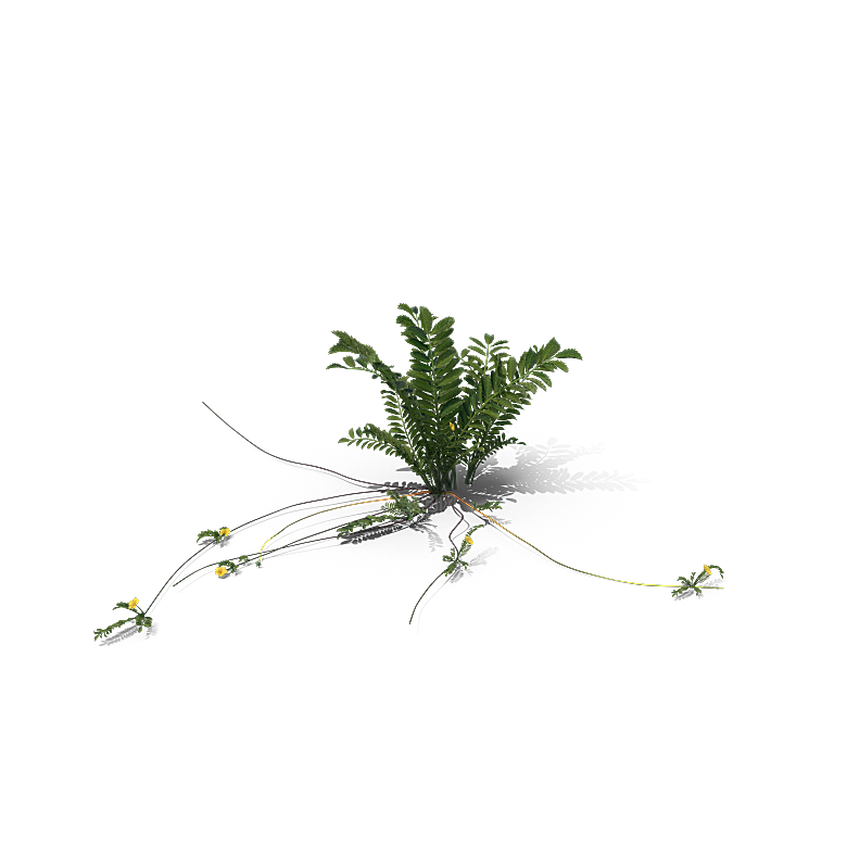 高清景观植物乔木花卉草本观赏草灌木素材