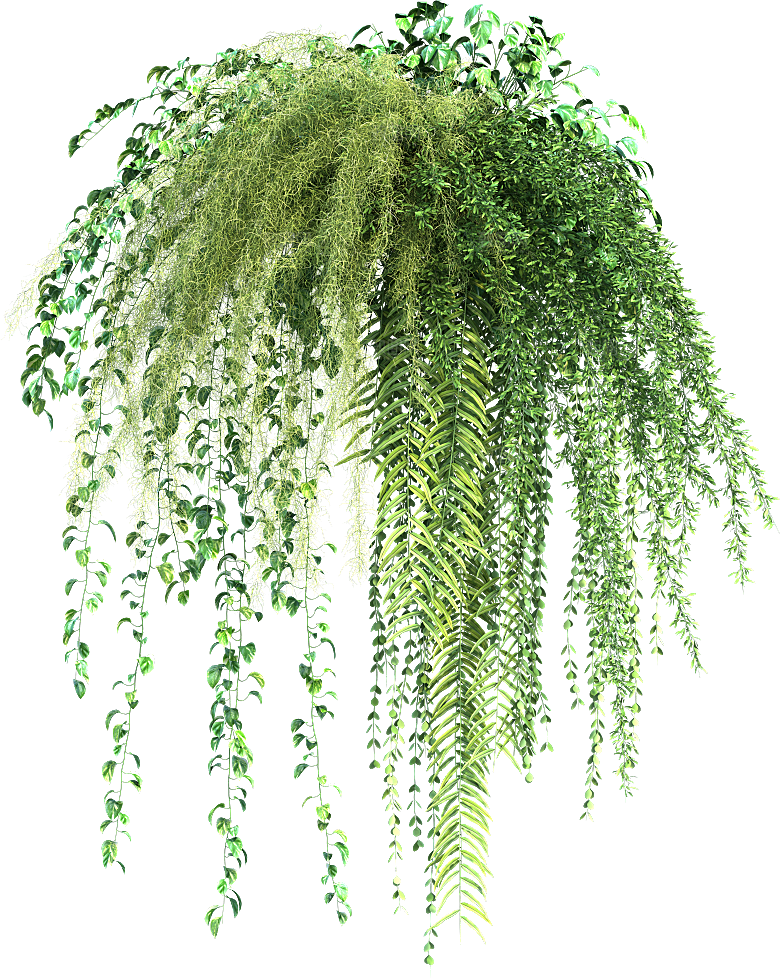 高清景观植物乔木花卉草本观赏草灌木