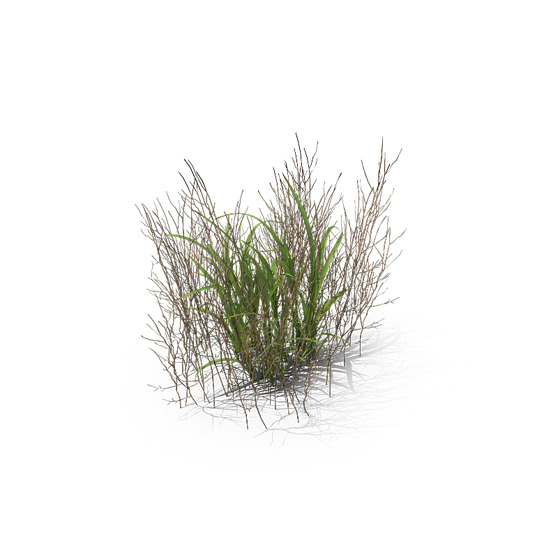 高清景观植物乔木花卉草本观赏草灌木