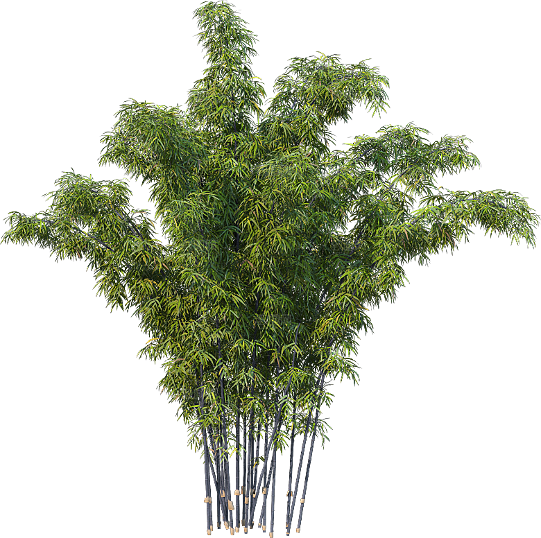 高清景观植物乔木花卉草本观赏草灌木