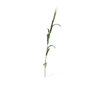 高清景观植物乔木花卉草本观赏草灌木